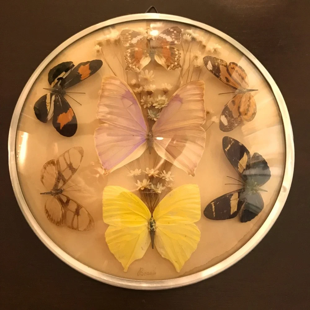 Vintage butterfly and dried flower wall hanging - Picture 1 of 8